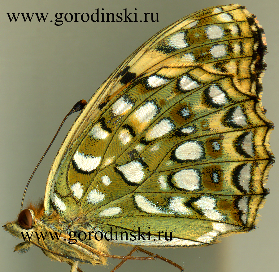 http://www.gorodinski.ru/nymphalidae/Argynnis adippe ornatissima.jpg